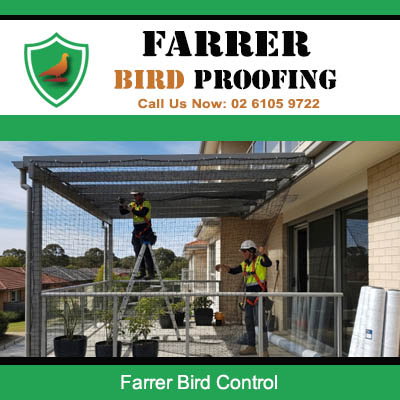 Bird control specialists installing protection on outdoor pergola in Farrer Canberra