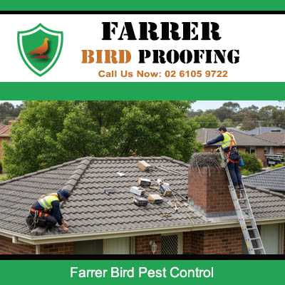 Bird pest control technicians working on residential roof in Farrer Canberra