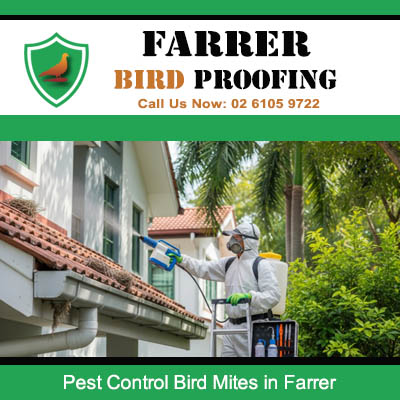 Expert pest control specialist removing bird mites from home in Farrer suburb